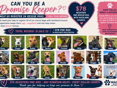The Safe & Ready Fund – Help Register 24 WAGS Rescue Dogs