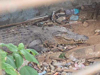 SAVE THE KOCONUT CAFE CROCS - Please help us build habitats for two crocs kept in barren pits for 12 Years
