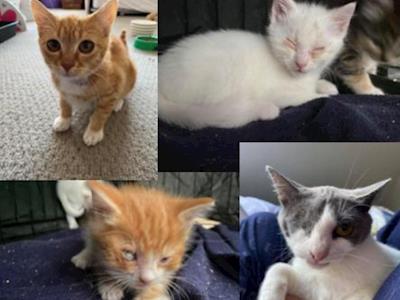 Eyes on the Prize - but not for these kitties!