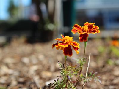 donate to a mental health place known as te ara korowai inc, they are located in raumati and help with mental health.