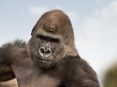 Help Orana Wildlife Park Survive Covid-19