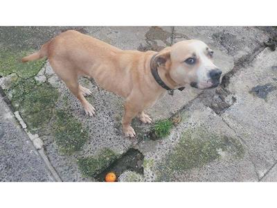 Help rehabilitate Sadie