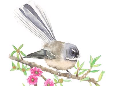 Why I support the South Island Wildlife Hospital