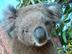 Raise Funds for the Mallacoota Wildlife Shelter/Australian bush fires's avatar