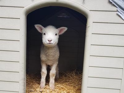 A helping hand for the animals - emergency feedraiser