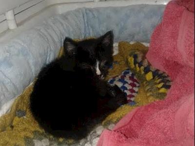 Help us with vet care and desexing