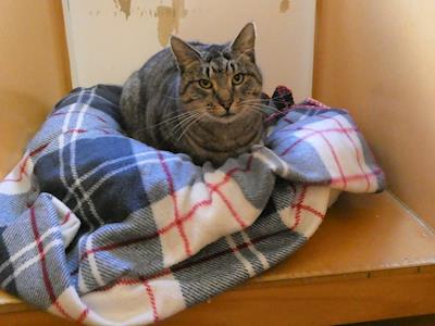 Dental care for four cats