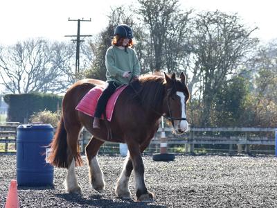Lacey needs a saddle and us oldies need electric wheelbarrows!