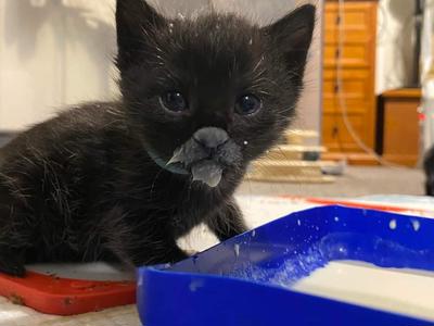 PussN Boots Kitty Rescue