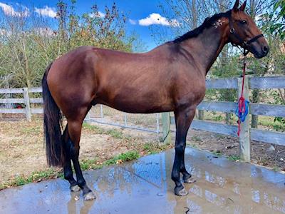 Support Eamon Maguire's life after racing!