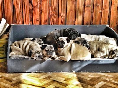 NZ Pug Rescue needs a helping hand - For the love of PUGS!