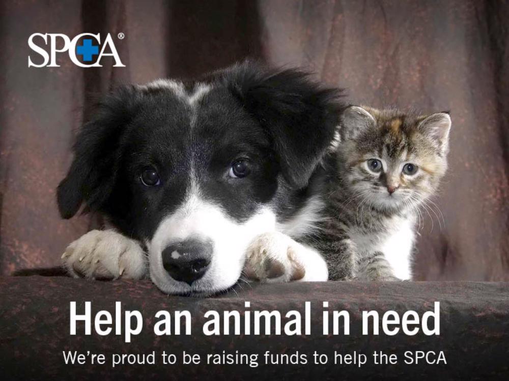 Animates SPCA Donation Drive Givealittle