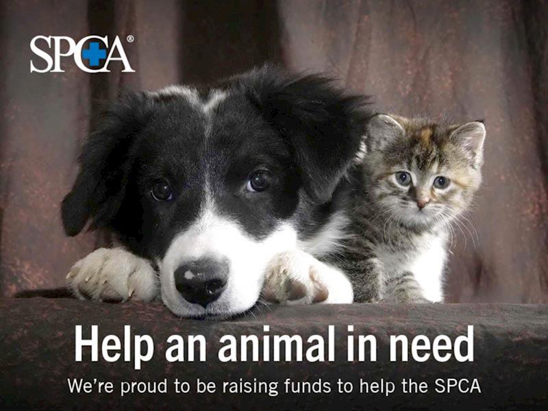 Animates SPCA Donation Drive Givealittle