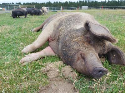 Marshmallow's Healthcare