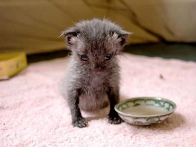 Help me give Cat Rescue Dunedin the best birthday present ever!