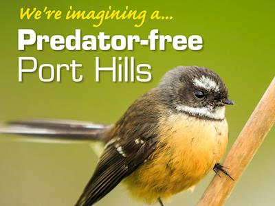 Predator Free Port Hills 