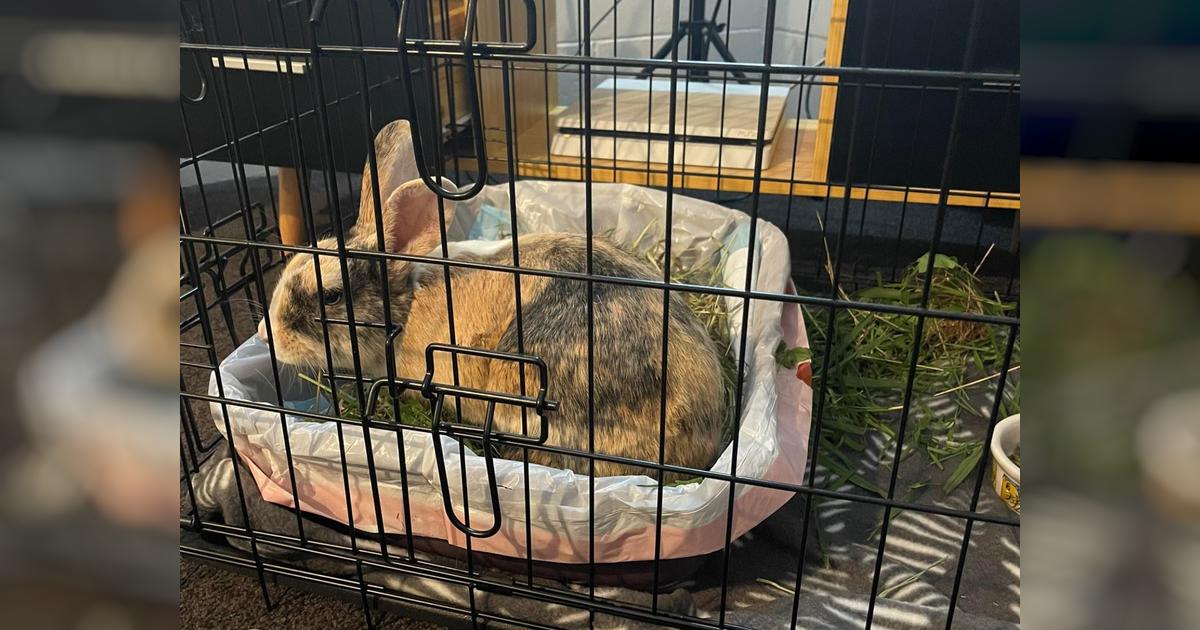 Helping Two Dumped Little Rabbits Givealittle