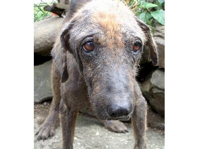 World Animal Protection