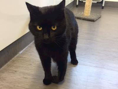 Help us to raise the funds for Simon's much needed amputation surgery on his front leg