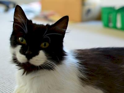 Get Ella to the Dentist!