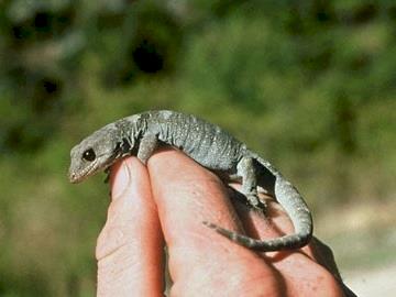 Help rare species affected by Kaikoura earthquakes