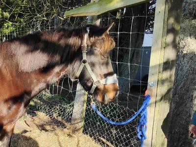 Help us buy a lovely new therapy pony for our children with special needs