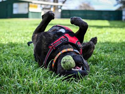 Dogwatch Sanctuary Trust