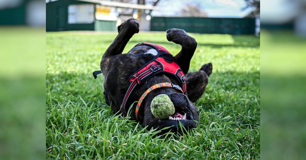 Dogwatch sanctuary clearance