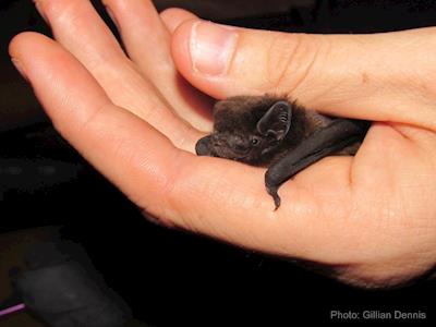 Love the night life? Help save New Zealand’s long-tailed bat