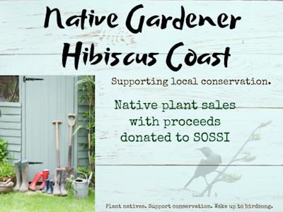 Native Gardener Hibiscus Coast