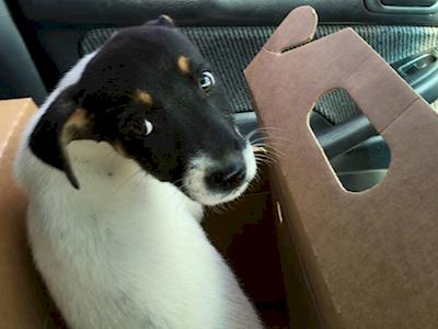 All Paws Rescue - Help save our Parvo Pup