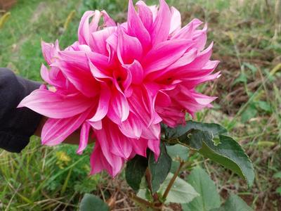 Looking after the ladies