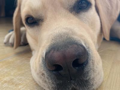 Please help the wandering angel