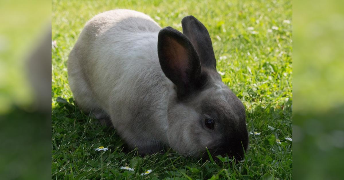 Therapy Rabbit's Treatment - Givealittle