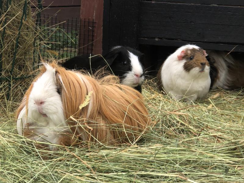 Guinea Pig Sanctuary Rescue Givealittle