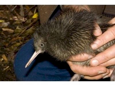 Maungatautari Ecological Island Trust
