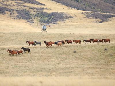 Save a Wild Kaimanawa from the 2025 Muster