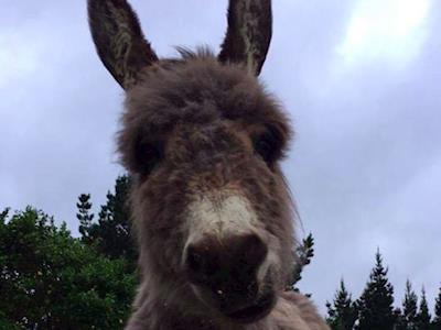 Cleo the mini Donkey needs life saving dental surgery