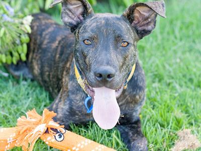 2017/18 Dog Registrations