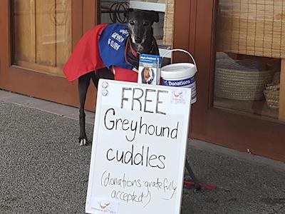 Donate to Lucy's fundraiser for Greyhounds As Pets Annual Appeal 2021
