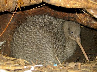 Bring kiwi back to Shakespear