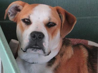 North Taranaki RNZSPCA