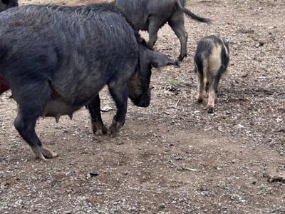 Save the Coromandel Pigs: Urgent Appeal
