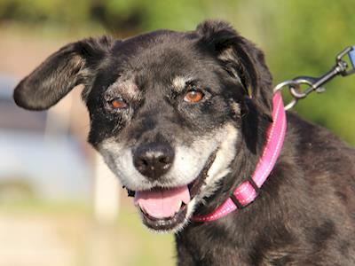 Help Pay Ashas Vet Bills