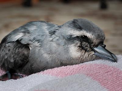 South Island Wildlife Hospital