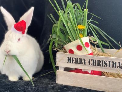 All I want for Christmas