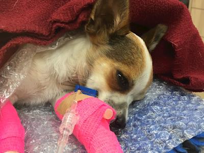 Help us save Uno, the first Lonely Miaow dog! 