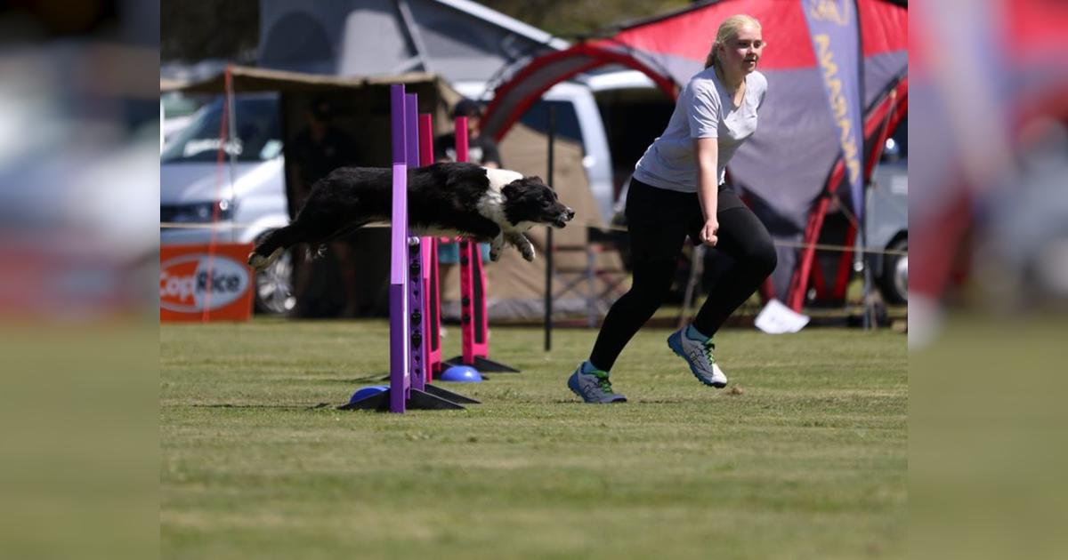 Fundraising to represent New Zealand at the ANKC Dog Agility Nationals ...