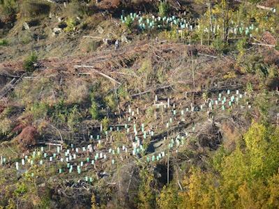 Tobins Face Trial Planting