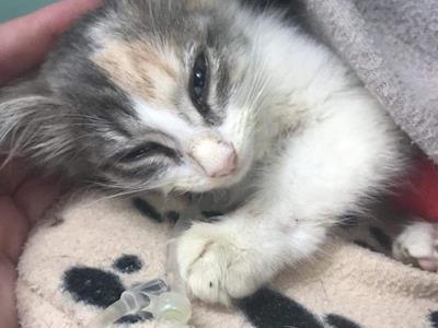 Cinderella's fighting for her life